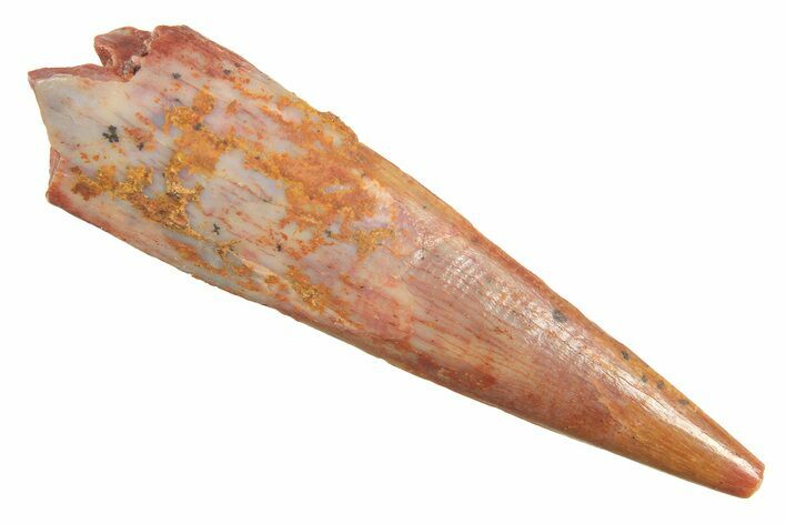 Fossil Pterosaur (Siroccopteryx) Tooth - Morocco #298525